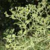 Blumea balsamifera - Sembung Balm, Ngai Cannon, Sambong, Mugongre - Image 7