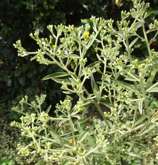 Blumea balsamifera - Sembung Balm, Ngai Cannon, Sambong, Mugongre - Image 7