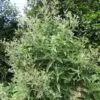 Blumea balsamifera - Sembung Balm, Ngai Cannon, Sambong, Mugongre - Image 10