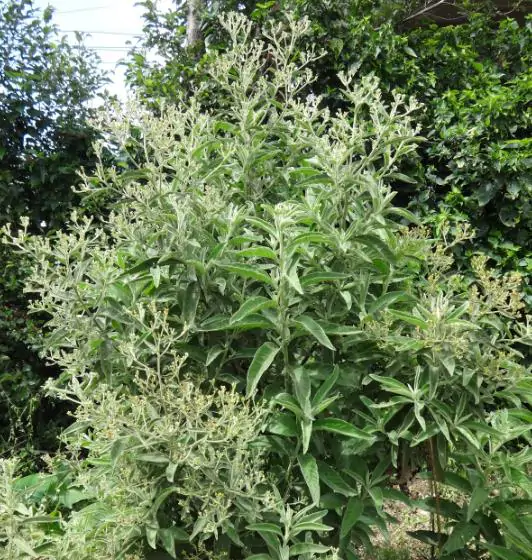 Blumea balsamifera - Sembung Balm, Ngai Cannon, Sambong, Mugongre - Image 10