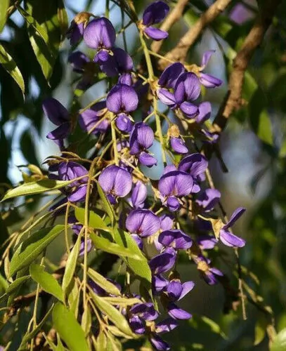 Bolusanthus speciosus / Lonchocarpus speciosus - Tree Wisteria, African Wisteria, Elephantwood, Elephant Wood - Image 2