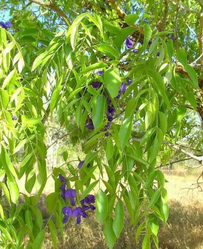 Bolusanthus speciosus / Lonchocarpus speciosus - Tree Wisteria, African Wisteria, Elephantwood, Elephant Wood - Image 4