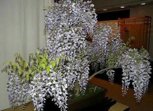 Bolusanthus speciosus / Lonchocarpus speciosus - Tree Wisteria, African Wisteria, Elephantwood, Elephant Wood - Image 6
