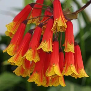 Bomarea multiflora - Colombian Climbing Lily