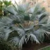 Brahea armata - Mexican blue palm tree - Image 2