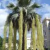 Brahea armata - Mexican blue palm tree - Image 4