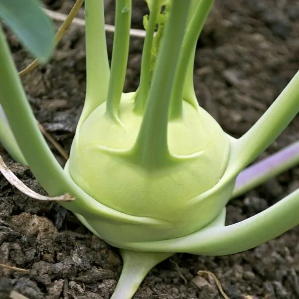 Brassica oleracea var. gongylodes - Kohlrabi, Knol khol - Image 11