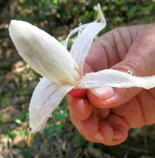 Bromelia karatas - Bromelia Taste, Piñuelas, Plumier’s Bromelia