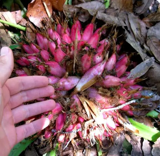 Bromelia karatas - Bromelia Taste, Piñuelas, Plumier’s Bromelia - Image 3