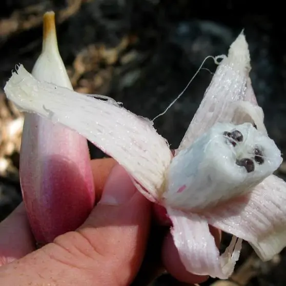 Bromelia karatas - Bromelia Taste, Piñuelas, Plumier’s Bromelia - Image 6