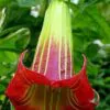 Brugmansia sanguinea / Brugmansia lutea / Datura sanguinea - Red Angel's Trumpet, Red Brugmansia, Red Datura Tree, Red Angel Trumpet Tree, Scarlet Angels - Image 3