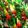 Brugmansia sanguinea / Brugmansia lutea / Datura sanguinea - Red Angel's Trumpet, Red Brugmansia, Red Datura Tree, Red Angel Trumpet Tree, Scarlet Angels - Image 4