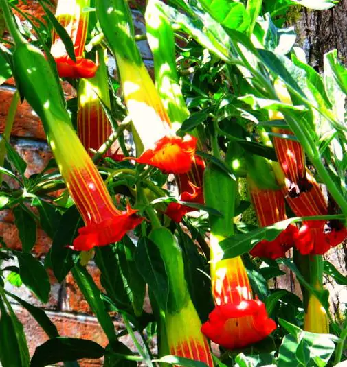 Brugmansia sanguinea / Brugmansia lutea / Datura sanguinea - Red Angel's Trumpet, Red Brugmansia, Red Datura Tree, Red Angel Trumpet Tree, Scarlet Angels - Image 4