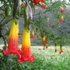 Brugmansia sanguinea / Brugmansia lutea / Datura sanguinea - Red Angel's Trumpet, Red Brugmansia, Red Datura Tree, Red Angel Trumpet Tree, Scarlet Angels - Image 5