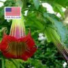 Brugmansia sanguinea / Brugmansia lutea / Datura sanguinea - Red Angel's Trumpet, Red Brugmansia, Red Datura Tree, Red Angel Trumpet Tree, Scarlet Angels - Image 7