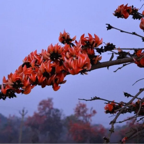 Butea monosperma - Flame of the Forest, Parrot Tree - Image 4