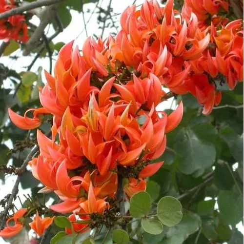 Butea monosperma - Flame of the Forest, Parrot Tree - Image 6