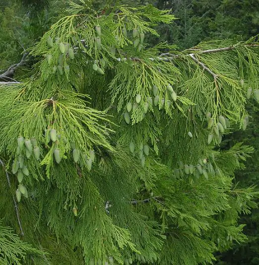 Calocedrus decurrens - California Incense Cedar, Incense Cedar - Image 3