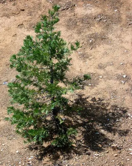 Calocedrus decurrens - California Incense Cedar, Incense Cedar - Image 5
