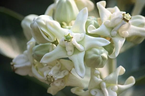 Calotropis gigantea var. white - Giant Milkweed, Crown Flower, Aak,  Alarka,  Arbre a soie,  Arka,  Biduri,  Bows - Image 5