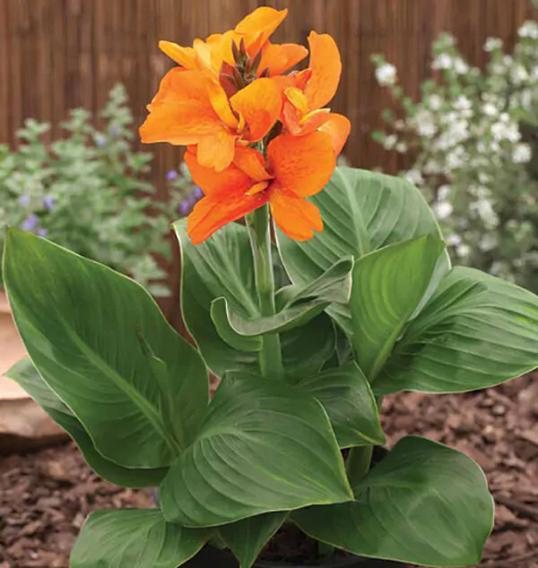 Canna jaegeriana - Orange Canna Lily