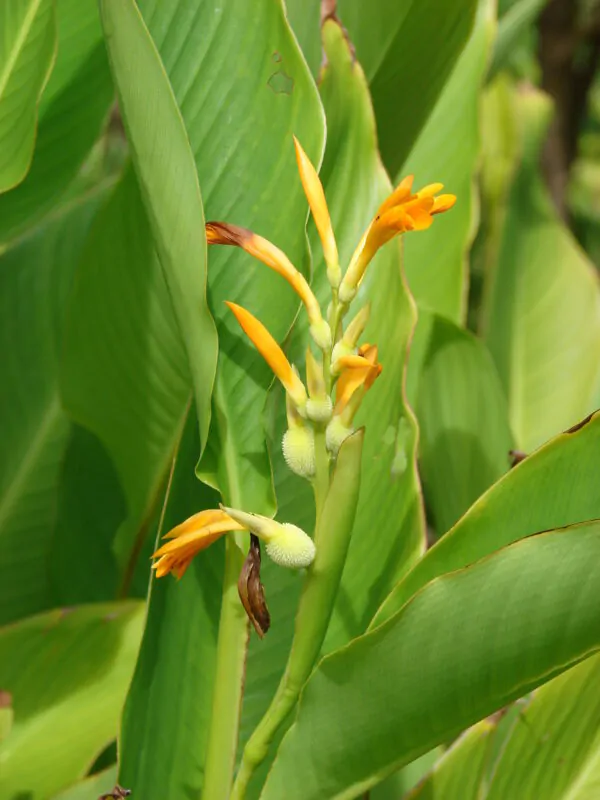 Canna jaegeriana - Orange Canna Lily - Image 3