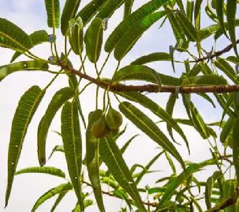 Carica lanceolata - Papaya of bolivia, papaya honey bee, papaya papaya leaf of spear - Image 4