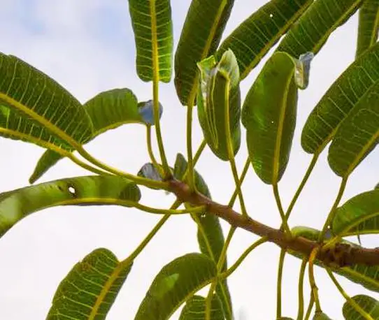 Carica lanceolata - Papaya of bolivia, papaya honey bee, papaya papaya leaf of spear - Image 6