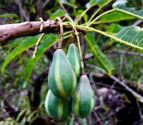 Carica lanceolata - Papaya of bolivia, papaya honey bee, papaya papaya leaf of spear - Image 7