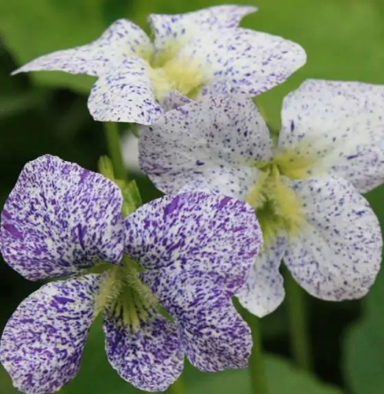 Viola sororia 'Frecklesá - Carijó violet, freckle violet, freckles viola, freckles viola, pansy carijó