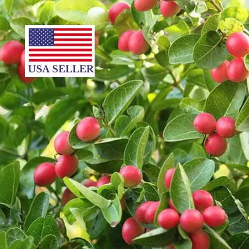 Carissa macrocarpa - Natal Plum - Image 4