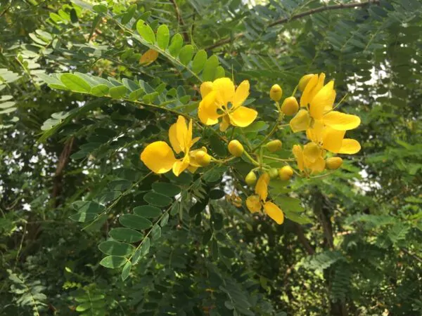 Senna auriculata / Cassia auriculata / Cassia densistipulata - Matura Tea Tree, Avaram Aenna, Ranawara - Image 3