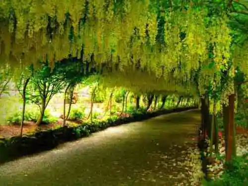 Cassia fistula - Golden Shower Tree - Image 7