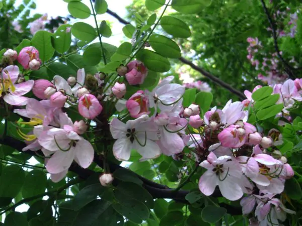 Cassia javanica subsp. agnes / Cassia javanica subsp. nodosa - Java cassia, pink shower, apple blossom tree, rainbow shower tree, balayong - Image 4