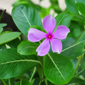 Catharanthus roseus - Bright Eyes, Cape Periwinkle, Graveyard Plant, Madagascar Periwinkle, Old maid
