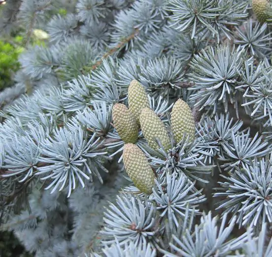 Cedrus atlantica 'Glauca' / Cedrus libani subsp. atlantica - Blue atlas cedar, blue atlantic cedar, lebanon cedar atlantic variety - Image 3