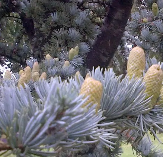 Cedrus atlantica 'Glauca' / Cedrus libani subsp. atlantica - Blue atlas cedar, blue atlantic cedar, lebanon cedar atlantic variety - Image 4