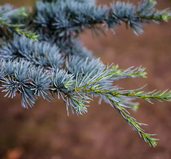 Cedrus atlantica 'Glauca' / Cedrus libani subsp. atlantica - Blue atlas cedar, blue atlantic cedar, lebanon cedar atlantic variety - Image 5