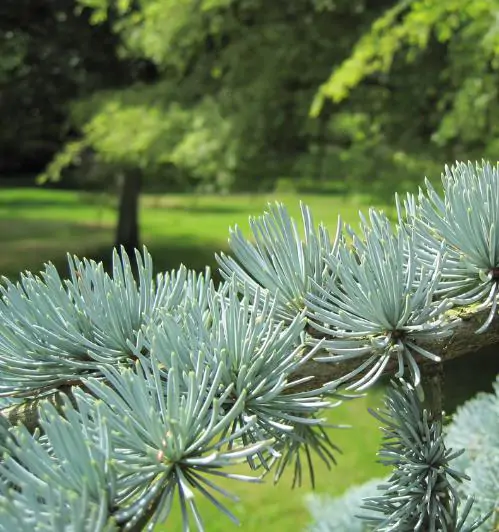 Cedrus atlantica 'Glauca' / Cedrus libani subsp. atlantica - Blue atlas cedar, blue atlantic cedar, lebanon cedar atlantic variety - Image 7