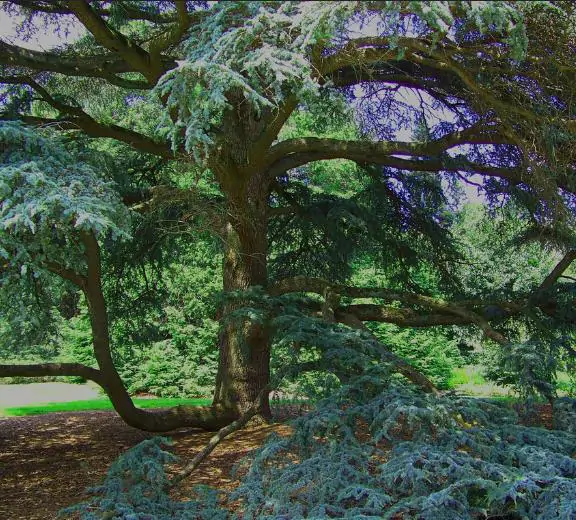 Cedrus atlantica 'Glauca' / Cedrus libani subsp. atlantica - Blue atlas cedar, blue atlantic cedar, lebanon cedar atlantic variety - Image 9