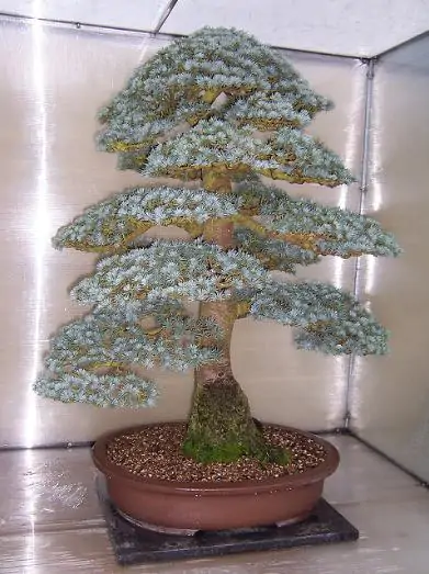 Cedrus atlantica 'Glauca' / Cedrus libani subsp. atlantica - Blue atlas cedar, blue atlantic cedar, lebanon cedar atlantic variety - Image 11