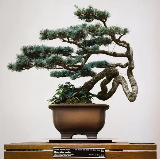 Cedrus atlantica 'Glauca' / Cedrus libani subsp. atlantica - Blue atlas cedar, blue atlantic cedar, lebanon cedar atlantic variety - Image 12
