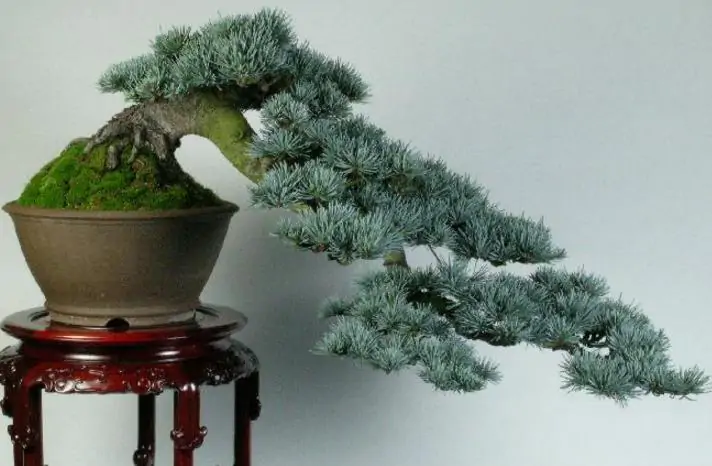 Cedrus atlantica 'Glauca' / Cedrus libani subsp. atlantica - Blue atlas cedar, blue atlantic cedar, lebanon cedar atlantic variety - Image 13