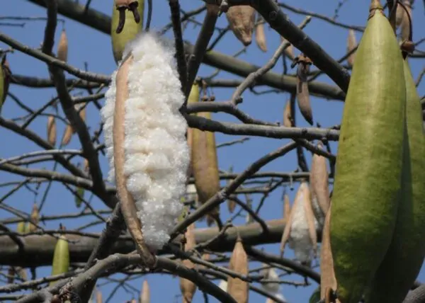 Ceiba pentandra - Kapok Tree, Ceiba, Java Cotton, Java Kapok, Silk-Cotton, Samauma - Image 3