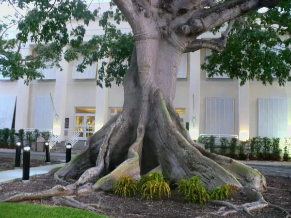 Ceiba pentandra - Kapok Tree, Ceiba, Java Cotton, Java Kapok, Silk-Cotton, Samauma - Image 6