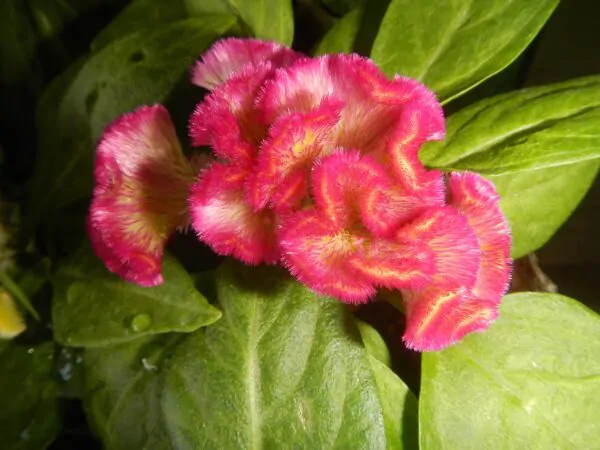 Celosia argentea var. cristata Red - Cockscomb, Plumed Cockscomb, Silver Cock's Comb - Image 2
