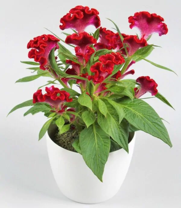 Celosia argentea var. cristata Red - Cockscomb, Plumed Cockscomb, Silver Cock's Comb