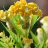 Celosia argentea var. cristata Yellow - Cockscomb, Plumed Cockscomb, Silver Cock's Comb - Image 2