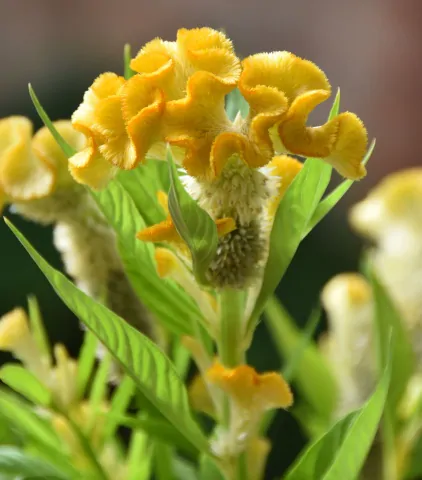 Celosia argentea var. cristata Yellow - Cockscomb, Plumed Cockscomb, Silver Cock's Comb - Image 2