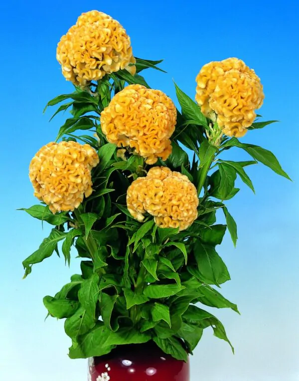 Celosia argentea var. cristata Yellow - Cockscomb, Plumed Cockscomb, Silver Cock's Comb